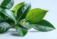 Fresh green laurel bay leaves branch with detailed leaf texture and veins on light background, aromatic culinary herb macro photography for cooking design.