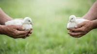 Young white ducklings held in cupped hands of farmer against green grass background, representing poultry farming, animal care, and agricultural practices.