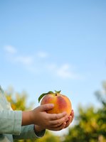 Child's hand holding fresh ripe apple in orchard with green foliage and blue sky background. Healthy eating and organic fruit harvesting concept.