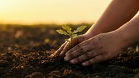 Hands protecting young green plant seedling growing from soil at golden sunset, symbolizing care, growth, environmental protection and sustainable agriculture.