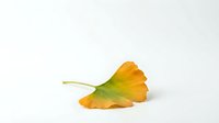Single autumn ginkgo leaf with golden yellow and green gradient colors isolated on white background for seasonal design projects.