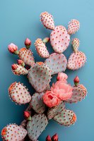 Pink prickly pear cactus with coral blooms against turquoise background, creating striking desert botanical composition with soft pastel color palette.