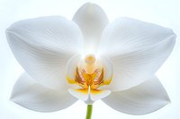 Pure white orchid flower with delicate petals and golden yellow center blooming in soft light against white background, macro photography showing fine details.