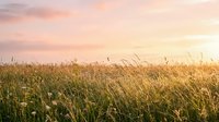 Golden wheat field at sunset with soft pink and orange sky, ideal for agricultural, harvest, and nature-themed projects.
