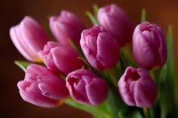 Fresh pink tulips with water droplets on petals against dark brown background, macro photography showing delicate texture and dewdrops in soft natural light.