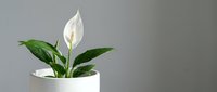 Peace lily houseplant with white flower bloom in modern ceramic pot against neutral background for home decor and indoor gardening concepts.