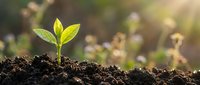 Young green plant seedling emerging from rich dark soil with soft sunlight and blurred natural background representing growth, new life and environmental sustainability.
