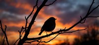 Bird silhouette perched on bare branch against dramatic sunset sky with orange and purple clouds for nature photography and wildlife designs.