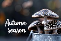 Decorative mushrooms with water drops on dark caps against blurred bokeh background with autumn season text overlay for seasonal greeting cards.