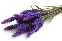 Fresh purple lavender flowers bunch with green stems and leaves isolated on white background, aromatic herb for aromatherapy and natural medicine.