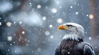 Majestic bald eagle head profile against blurred winter forest background with falling snow, dramatic wildlife portrait capturing strength and dignity.