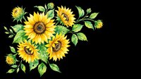 Watercolor sunflower bouquet with green leaves, isolated on transparent background. Great for t-shirt design, stickers, sublimation, clipart, and print on demand.