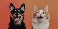 Happy dog and cat together smiling and looking at camera against orange background, showing friendship between pets and joyful animal expressions.
