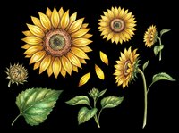 Sunflower clipart set with blooms, buds, petals, and leaves, isolated on transparent background. Ready for t-shirt design, stickers, sublimation, and print on demand.