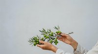 Young woman with medium skin tone holding fresh olive branch with green leaves and fruit against neutral background, suitable for wellness, organic, and natural product marketing.
