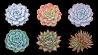 Succulent plants isolated on transparent background, ready for t-shirt designs, clipart, stickers, sublimation, and print-on-demand products. Six botanical varieties in watercolor style.