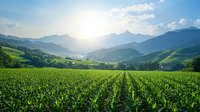 Vibrant green corn field rows stretch toward misty mountain peaks at sunrise, with rolling hills and farmland creating layers of depth in morning light and fog.