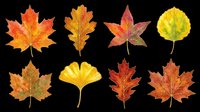 Colorful autumn leaves set isolated on transparent background, ready for T-shirts, stickers, clipart, sublimation, and print on demand seasonal designs.