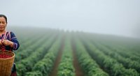 Asian female farmer holding wicker basket in misty agricultural field with organized crop rows, representing sustainable farming, rural agriculture, and harvest season work.
