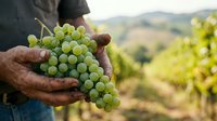Farmer holding fresh green grapes in vineyard during harvest season with blurred rolling hills in background. Agricultural produce.
