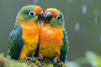 Two colorful parrot chicks with green and orange plumage sitting together on mossy branch during rainfall, showing affection and bonding behavior in natural habitat.