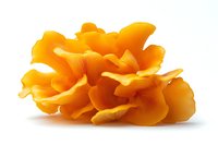 Fresh golden chanterelle mushrooms cluster isolated on white background, showcasing vibrant orange-yellow color and delicate gill structure for culinary use.