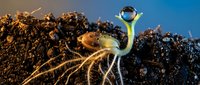 Young plant seedling emerging from rich dark soil with visible roots and water droplet on leaf against blue sky background symbolizing growth and new beginnings.