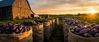 Farm fresh eggplants harvested at sunset with rustic barn backdrop. Organic purple vegetables in burlap sacks ready for market distribution and culinary use.