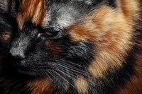Close up macro portrait of tortoiseshell cat face showing detailed fur texture in black, orange and grey colors with long whiskers and partial eye view.