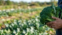 Farmer holding fresh broccoli head in field during harvest season, agricultural produce ready for market and culinary use.