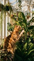 Orange tabby cat standing on hind legs reaching for hanging plants in bright greenhouse filled with lush foliage and natural light.