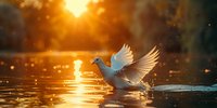 Majestic white dove landing on water surface during golden sunset, creating ripples and splashes. Perfect for nature photography, spiritual concepts, or peace symbolism.