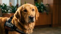 Golden retriever therapy dog wearing service vest indoors with calm expression, providing emotional support and comfort in healthcare or residential setting.