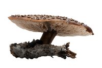 Large parasol mushroom with brown cap and gills isolated on white background, showing detailed texture and natural form. Edible wild fungi specimen.