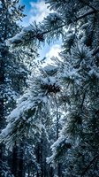Evergreen pine branches laden with fresh snow and frost against blue sky with surrounding winter forest, suitable for seasonal and nature backgrounds.