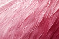 Soft pink feathers create delicate textural background with gentle light and shadow play, showing natural plumage patterns in pastel rose tones for feminine designs.