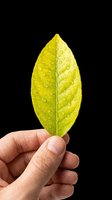 Bright yellow-green leaf with water droplets, isolated on transparent background. Ready for clipart, t-shirt design, stickers, print-on-demand products, and sublimation projects.