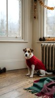 Small dog wearing red knit sweater sitting by window in cozy autumn home interior with wooden floors and seasonal decorations.