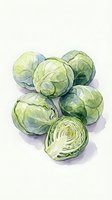 Fresh green cabbage heads arranged in a cluster with one sliced in half, rendered in watercolor style for culinary and food illustration projects.