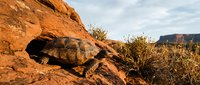 Desert tortoise basking on red sandstone rocks in arid southwestern landscape with sparse vegetation and dramatic canyon formations in warm golden light.