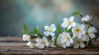 Delicate white cherry blossoms with yellow stamens on rustic wooden surface against soft blue bokeh background, fresh spring flowers with green leaves.