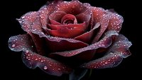 Deep red rose with morning dew drops on delicate petals against dark background, creating dramatic contrast and romantic mood for valentines, weddings, and love themes.