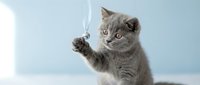Gray British Shorthair kitten playing with feather toy on white surface against light blue background, perfect for pet care and animal behavior content.