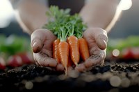 Dirty hands holding freshly harvested organic carrots with green tops over dark soil, natural bokeh background creates atmospheric garden scene. Perfect for farm-to-table concepts.