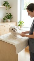 Female veterinarian or groomer examining white fluffy small dog on wooden table in bright clinic or home office with potted plants and natural window light.