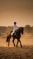 Young female equestrian in white riding attire practicing dressage on dark bay horse during golden hour sunset at outdoor arena for equine sports training.