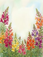 Watercolor snapdragon flowers in pink, yellow, orange and purple framing a soft background with copy space for text or design.