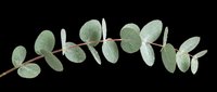 Eucalyptus branch with silvery-green oval leaves isolated on transparent background, ready for t-shirt designs, clipart, stickers, sublimation, print-on-demand products and digital crafts.