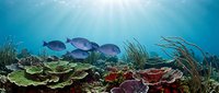 Tropical fish swimming above vibrant coral reef with seagrass in sunlit ocean waters, suitable for marine conservation, travel, and nature content.
