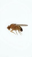 Fruit fly specimen isolated on white background, showing detailed anatomical features including compound eyes, wings, and segmented body for scientific research and educational purposes.